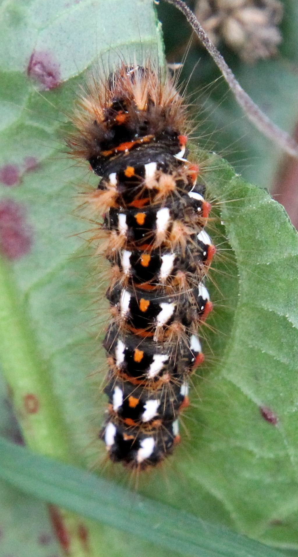 Bruco di... Acronicta (Viminia) rumicis (Noctuidae)